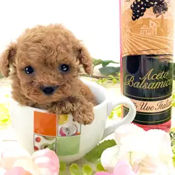 トイ・プードル