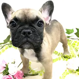 フレンチブルドッグ