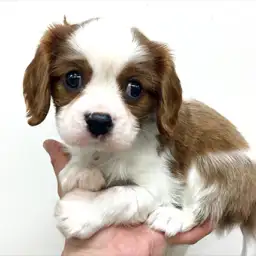 キャバリア・キングチャールズ・スパニエル