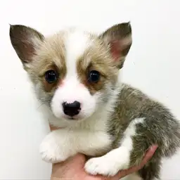 ウェルシュコーギーペンブローク