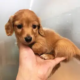 ミニチュア・ダックスフント