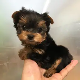 ヨークシャーテリア