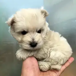 ウェストハイランドホワイトテリア
