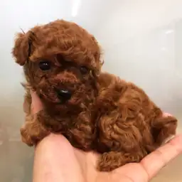 トイ・プードル