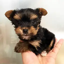 ヨークシャーテリア