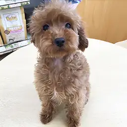 トイ・プードル