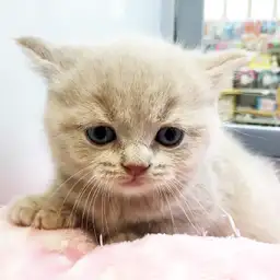 ブリティッシュショートヘア