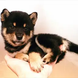柴犬