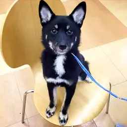 柴犬