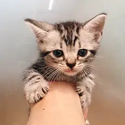 アメリカンショートヘア