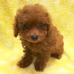 トイ・プードル