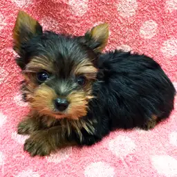 ヨークシャーテリア