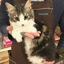 ノルウェージャンフォレストキャット