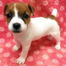 ジャックラッセルテリア