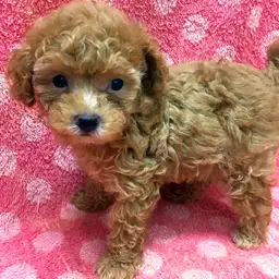 トイ・プードル