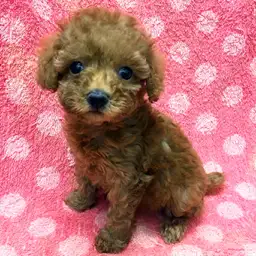 トイ・プードル