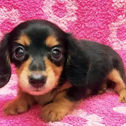 カニンヘン・ダックスフント