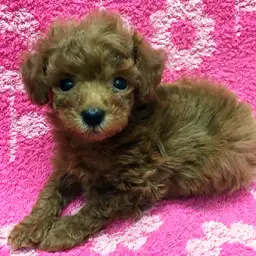 トイ・プードル