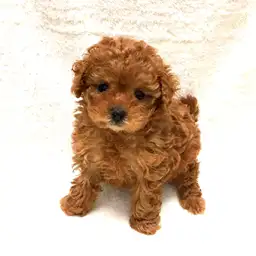 トイ・プードル