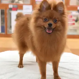 ポメラニアン