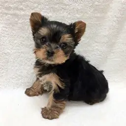 ヨークシャーテリア