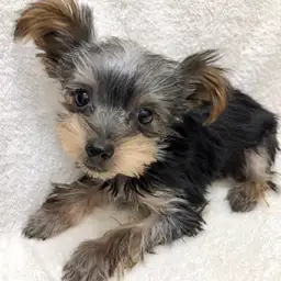 ヨークシャーテリア