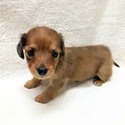 ミニチュア・ダックスフント