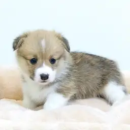 ウェルシュコーギーペンブローク