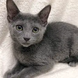 ロシアンブルー