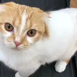 スコティッシュフォールド