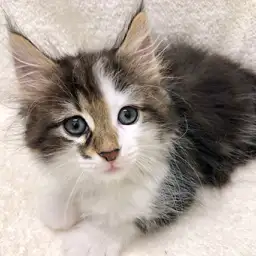 ノルウェージャンフォレストキャット