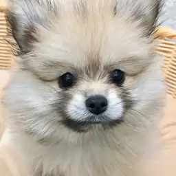ポメラニアン