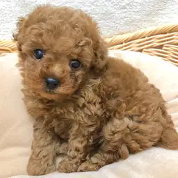 トイ・プードル