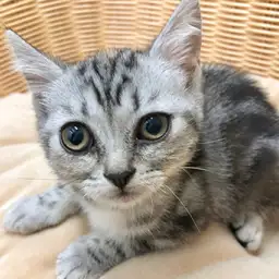 アメリカンショートヘア