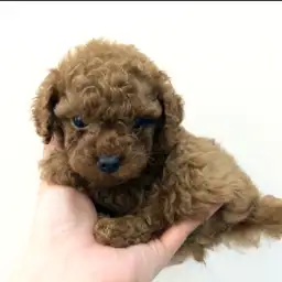 トイ・プードル