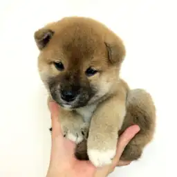 柴犬
