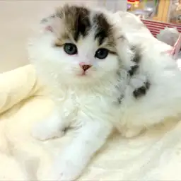 スコティッシュフォールド