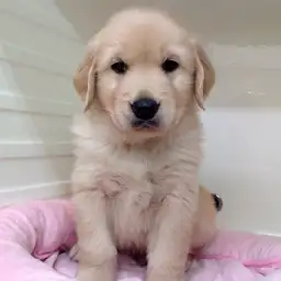 ゴールデンレトリバー