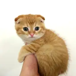 スコティッシュフォールド