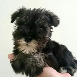 ミニチュア・シュナウザー