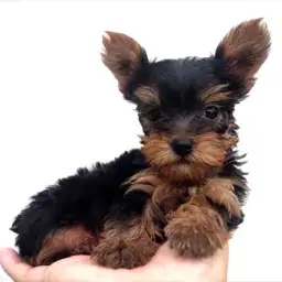 ヨークシャーテリア