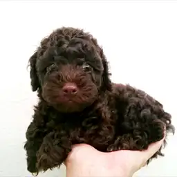 トイ・プードル