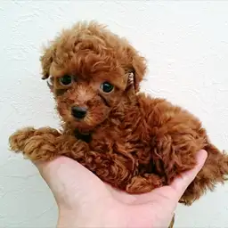 トイ・プードル