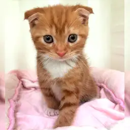 スコティッシュフォールド