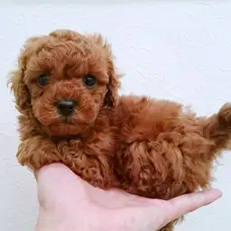 トイ・プードル