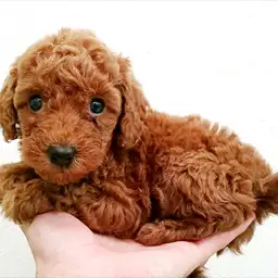 トイ・プードル