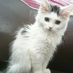 ノルウェージャンフォレストキャット