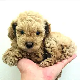 トイ・プードル