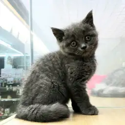 ブリティッシュショートヘア