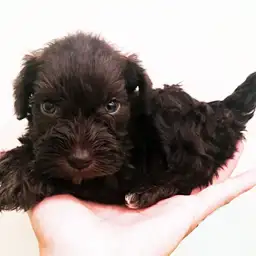 ミニチュア・シュナウザー